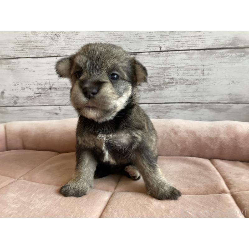 販売中の北海道のマルシュナ:マルチーズ×ミニチュアシュナウザー-423503の2枚目