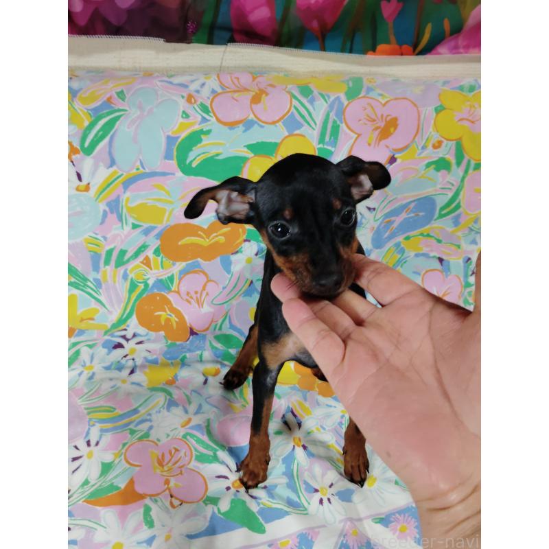 販売中の大阪府のミニチュアピンシャー(ミニピン)-419347の4枚目