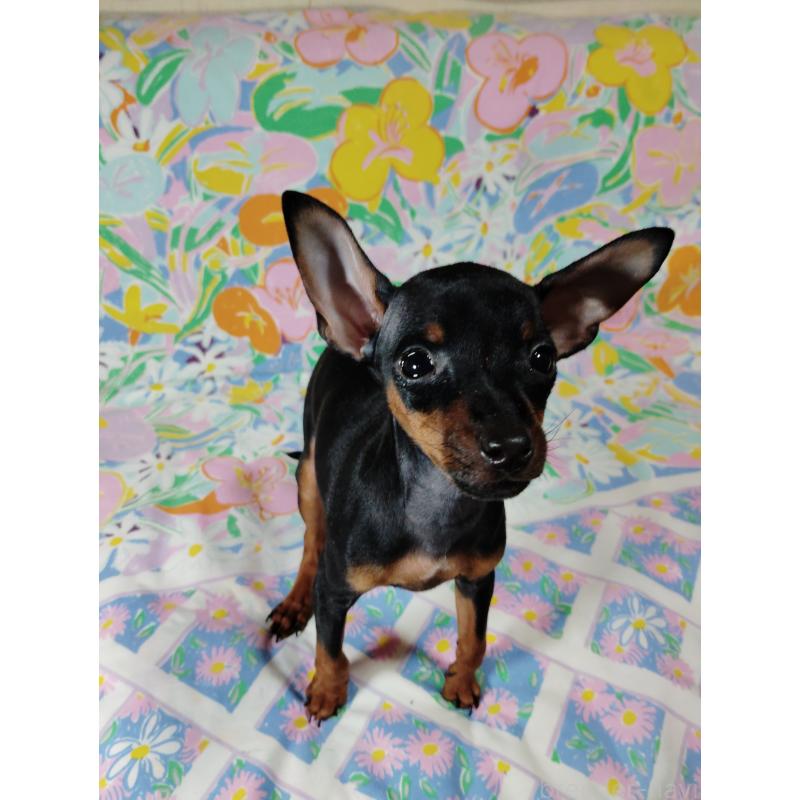 販売中の大阪府のミニチュアピンシャー(ミニピン)-419347の2枚目