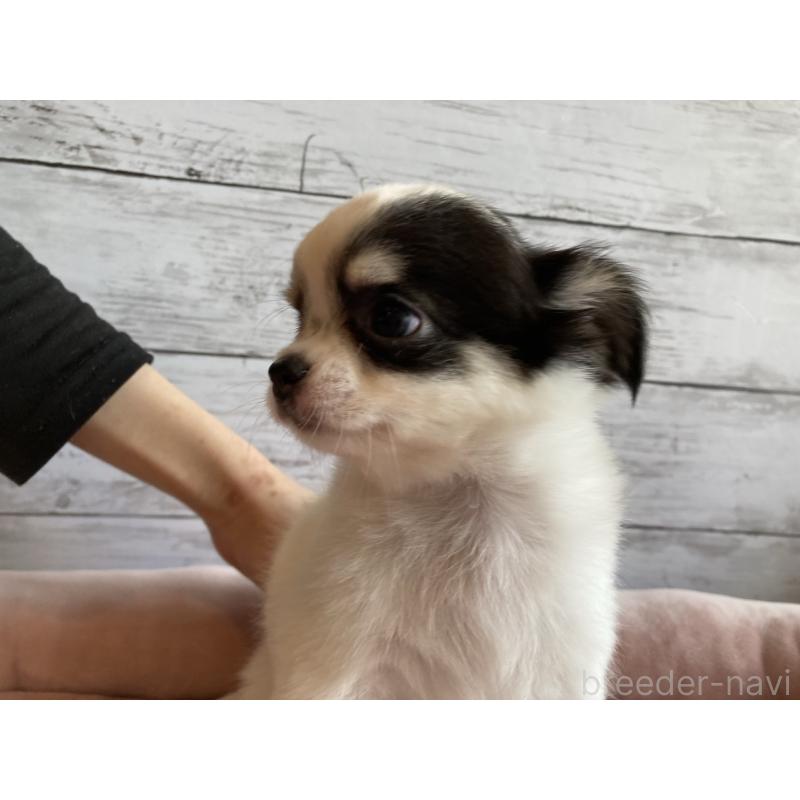 成約済の北海道のチワワ(ロングコート)-419064の6枚目