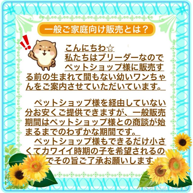 販売中の大阪府のチワワ(ロングコート)-423504の10枚目