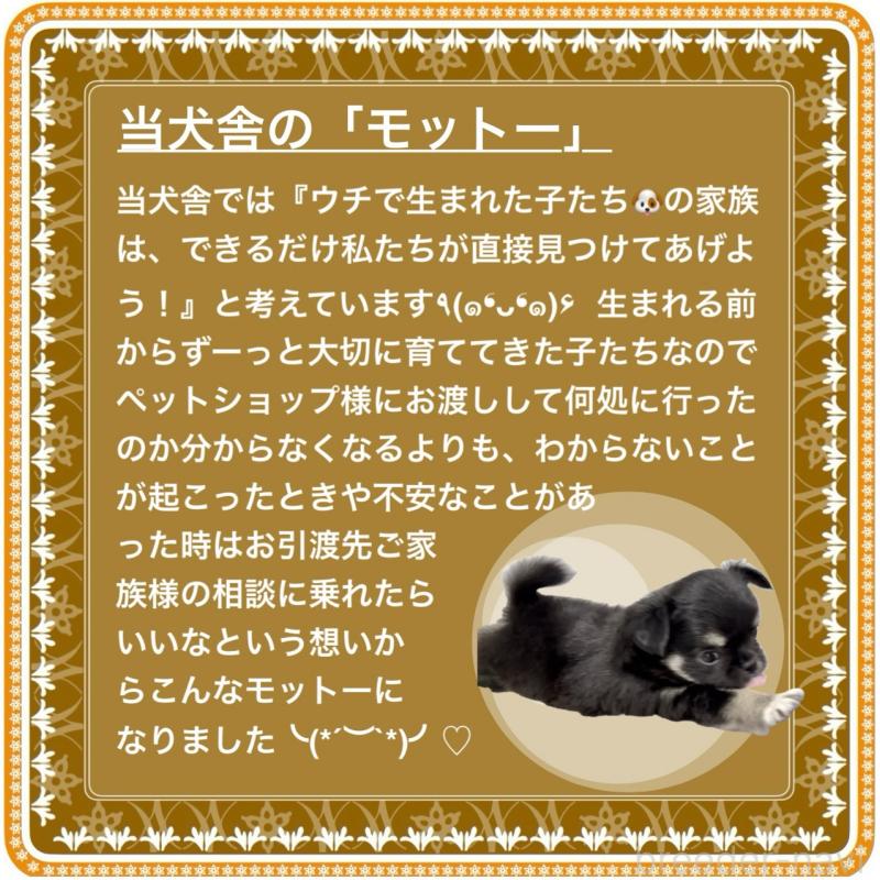 販売中の大阪府のチワワ(ロングコート)-423504の9枚目