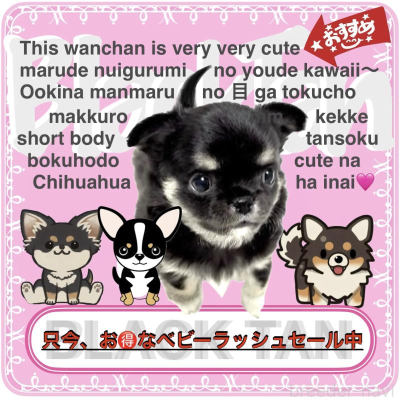 販売中ののチワワ(ロングコート)-423504