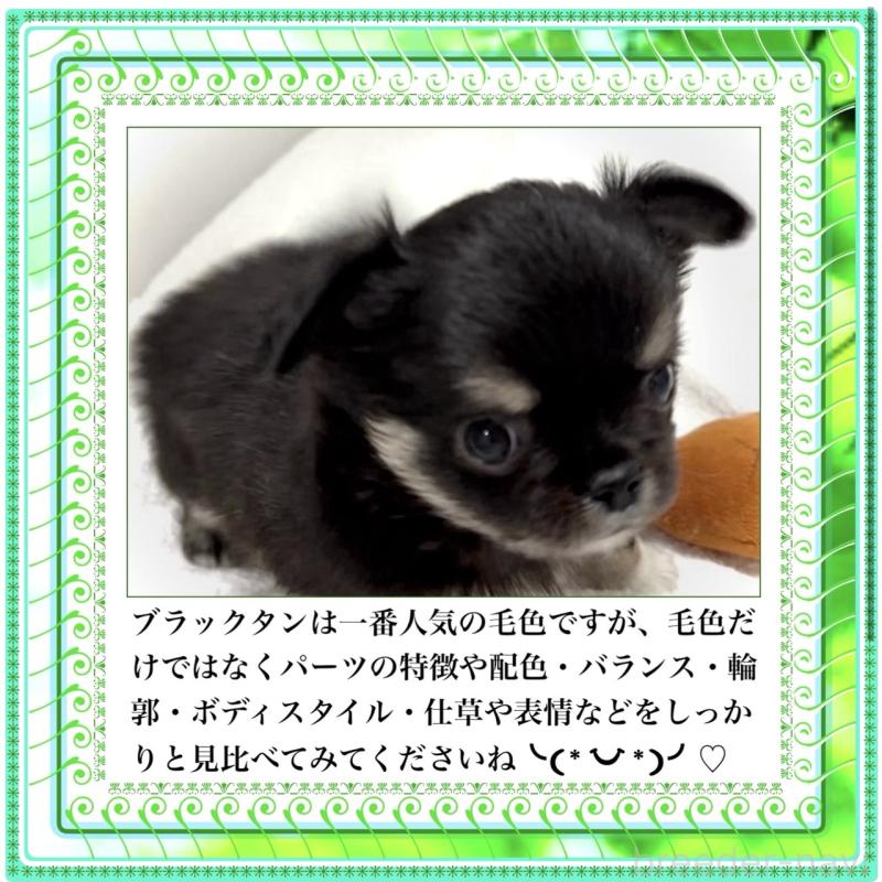 販売中の大阪府のチワワ(ロングコート)-423504の8枚目