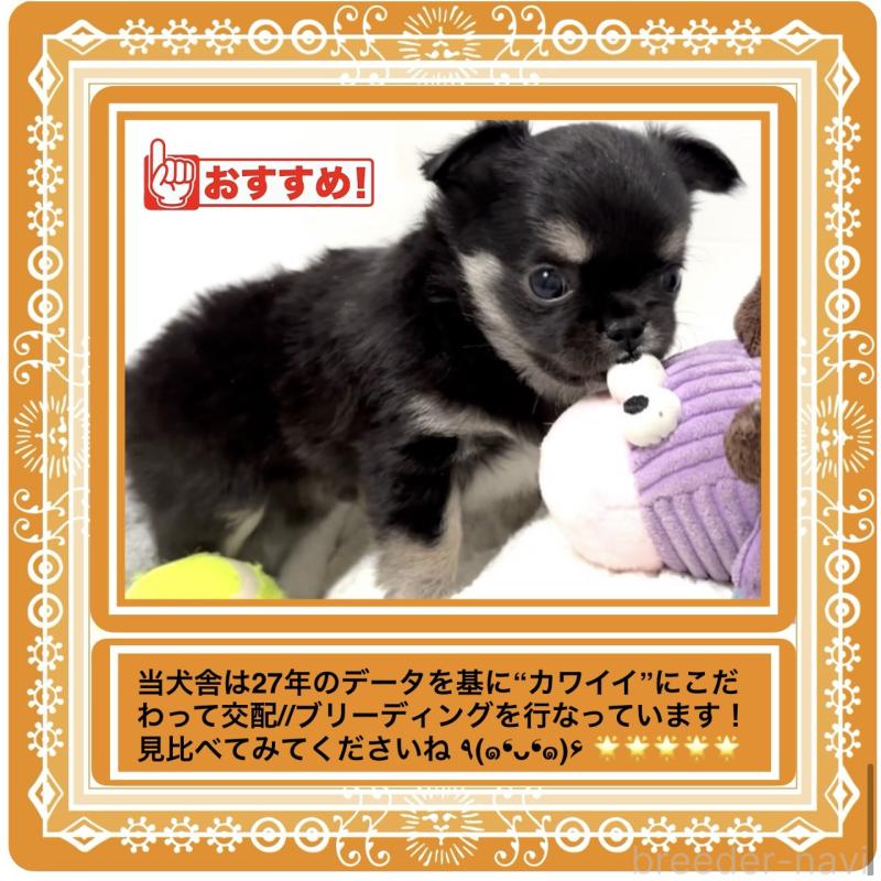 販売中の大阪府のチワワ(ロングコート)-423504の7枚目