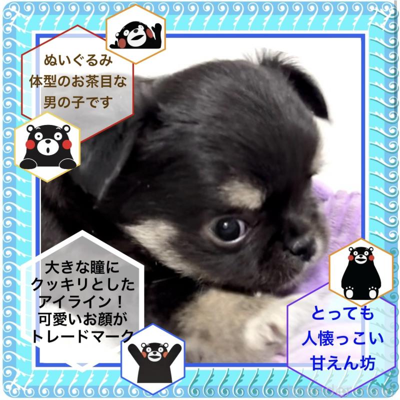 販売中の大阪府のチワワ(ロングコート)-423504の6枚目