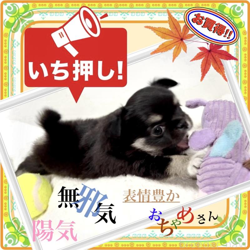 販売中の大阪府のチワワ(ロングコート)-423504の5枚目