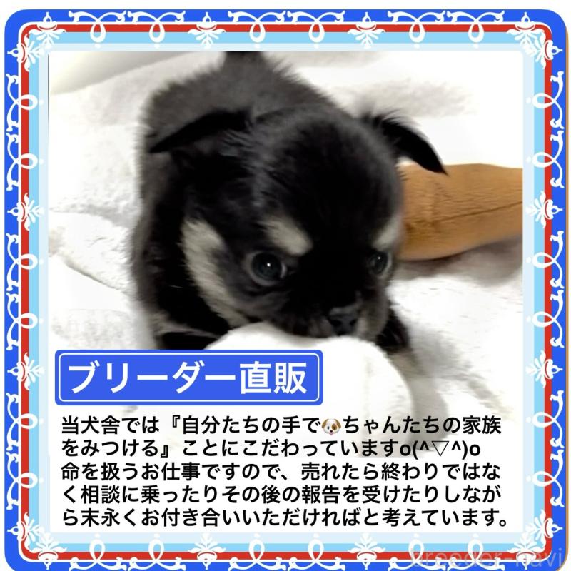 販売中の大阪府のチワワ(ロングコート)-423504の4枚目