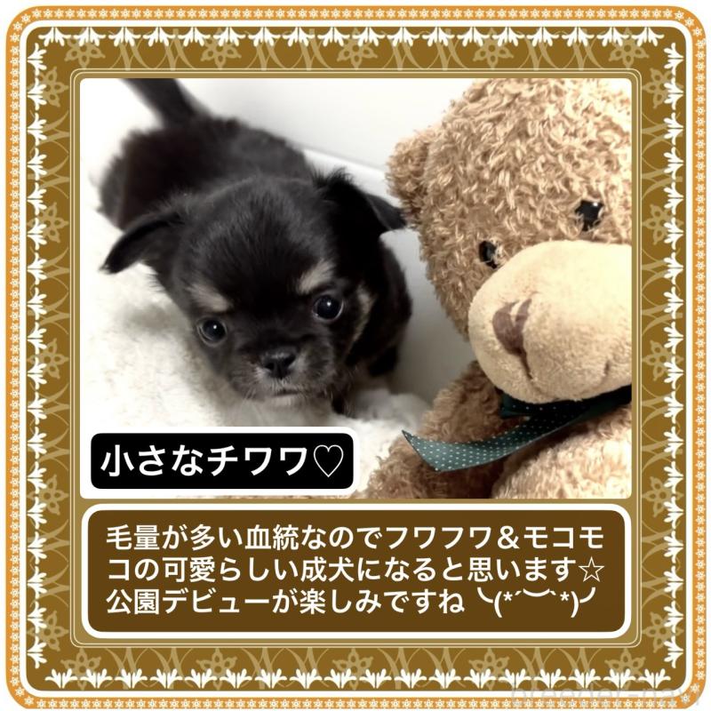 販売中の大阪府のチワワ(ロングコート)-423504の2枚目