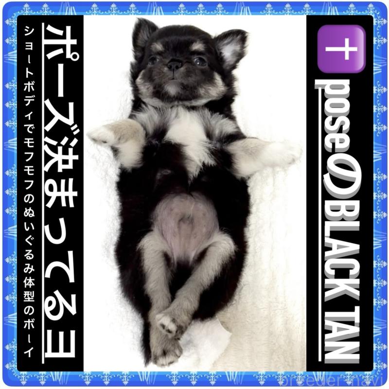 販売中の大阪府のチワワ(ロングコート)-423504の3枚目