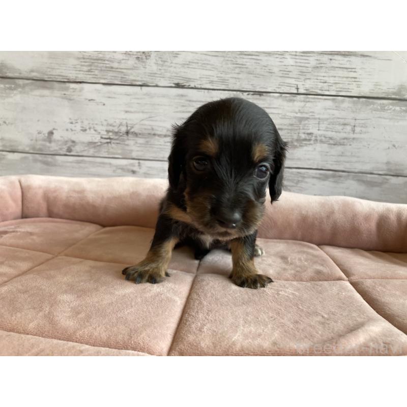 販売中の北海道のミニチュアダックスフンド(ロングヘアード)-423507の6枚目