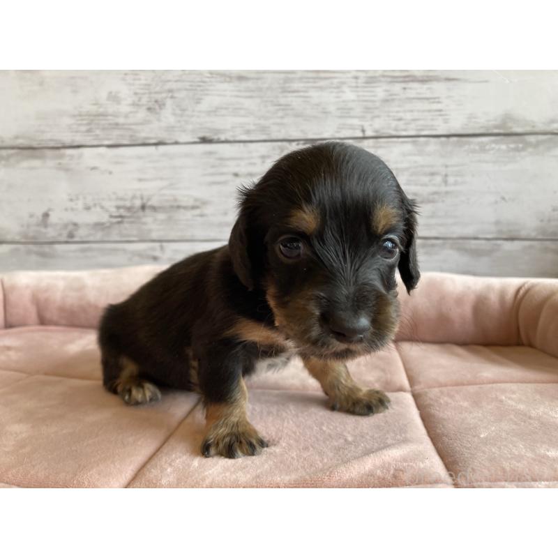 販売中の北海道のミニチュアダックスフンド(ロングヘアード)-423507の5枚目