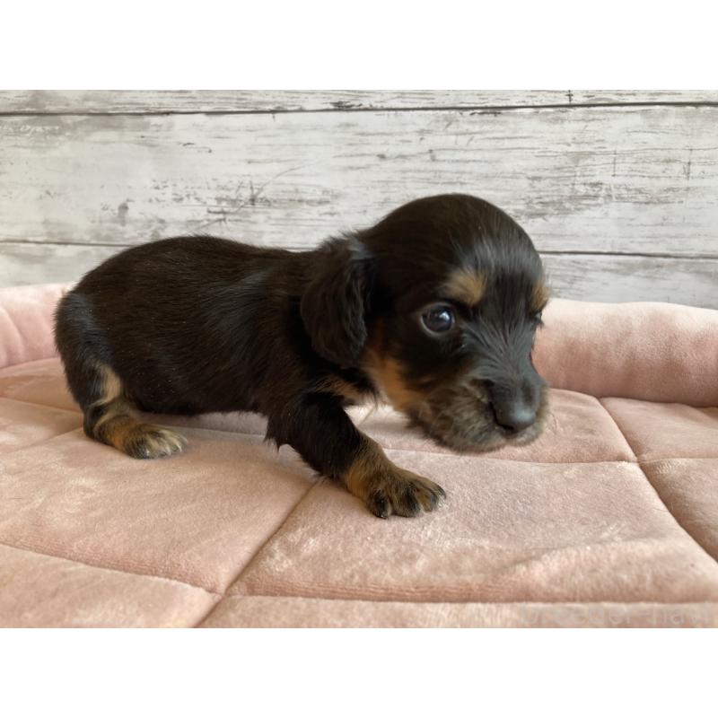 販売中の北海道のミニチュアダックスフンド(ロングヘアード)-423507の4枚目