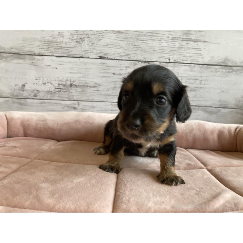 販売中の北海道のミニチュアダックスフンド(ロングヘアード)-423507の3枚目