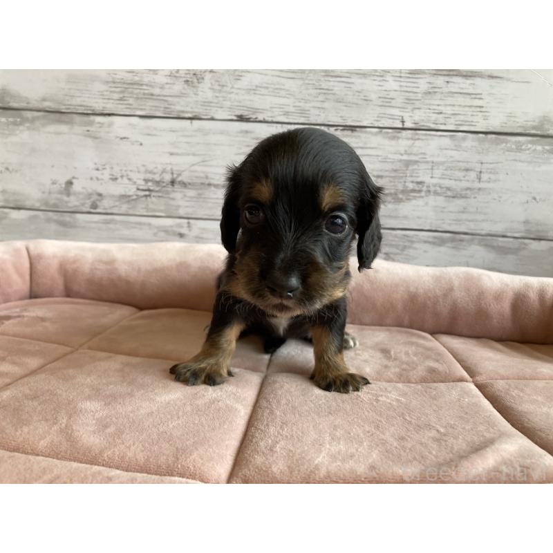 販売中の北海道のミニチュアダックスフンド(ロングヘアード)-423507の2枚目