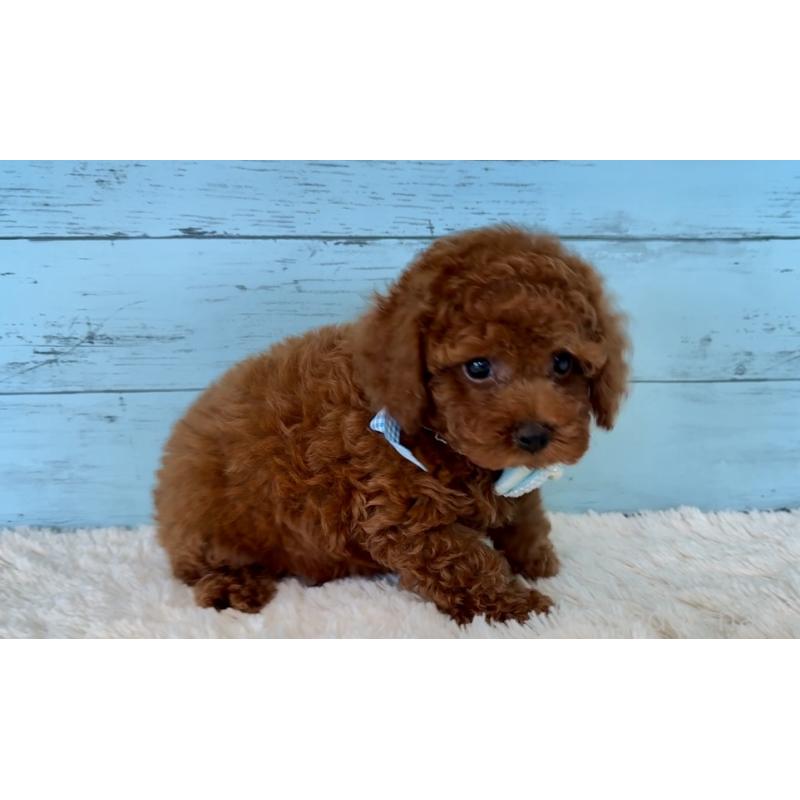 販売中の埼玉県のタイニープードル-423505の19枚目