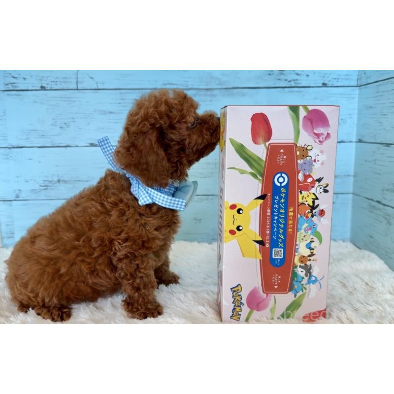 販売中の埼玉県のタイニープードル-423505の18枚目