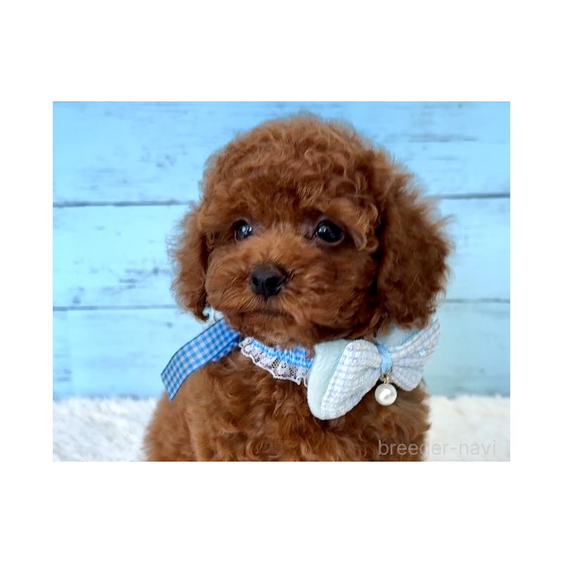 販売中の埼玉県のタイニープードル-423505の17枚目