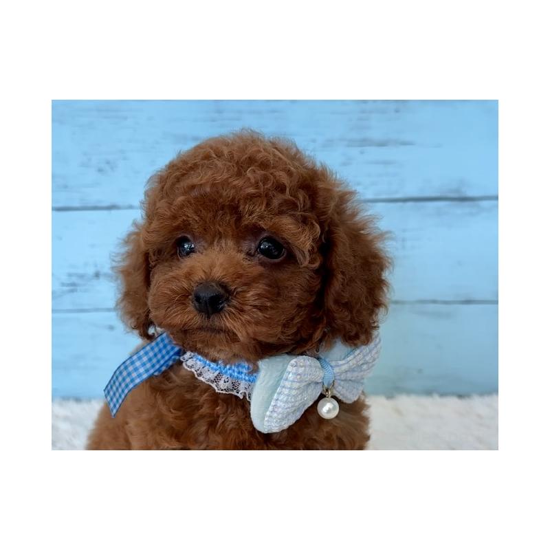 販売中の埼玉県のタイニープードル-423505の15枚目