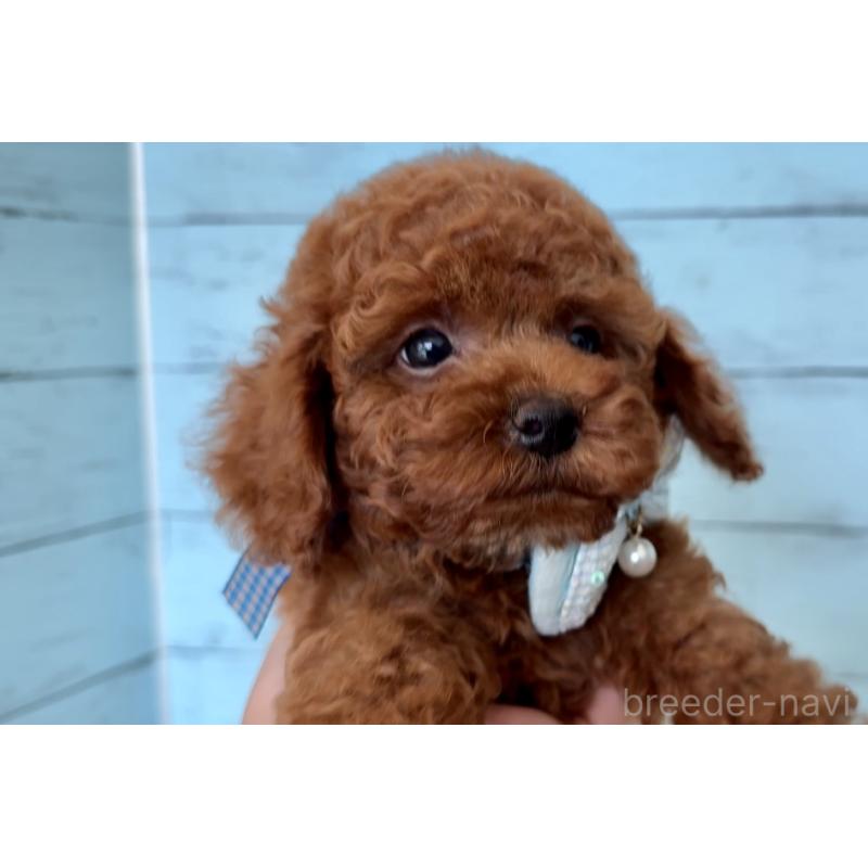 販売中の埼玉県のタイニープードル-423505の14枚目