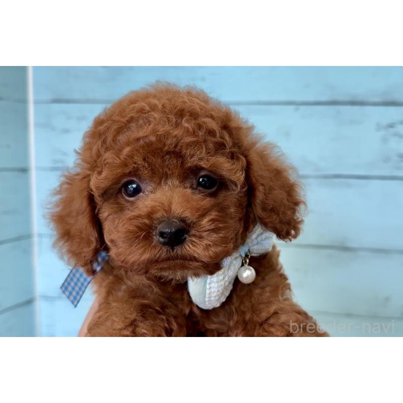 販売中の埼玉県のタイニープードル-423505の13枚目