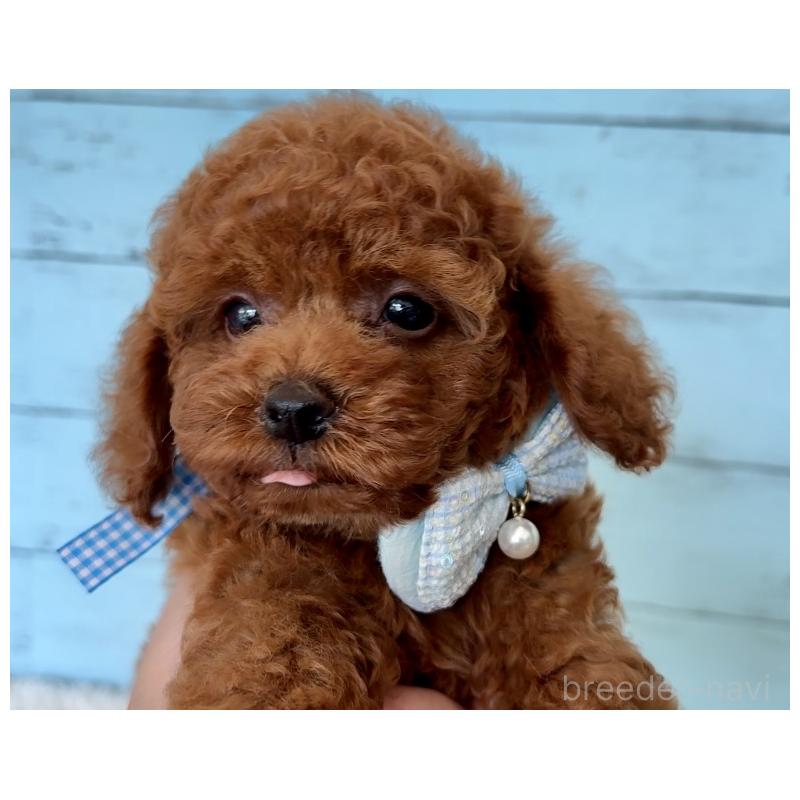 販売中の埼玉県のタイニープードル-423505の12枚目