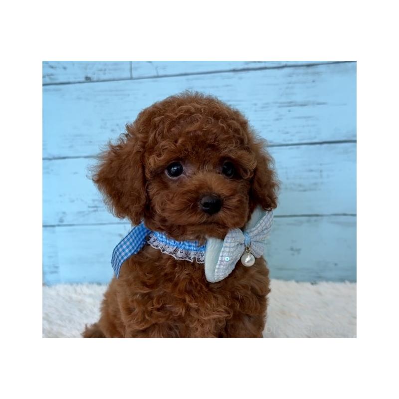 販売中の埼玉県のタイニープードル-423505の11枚目