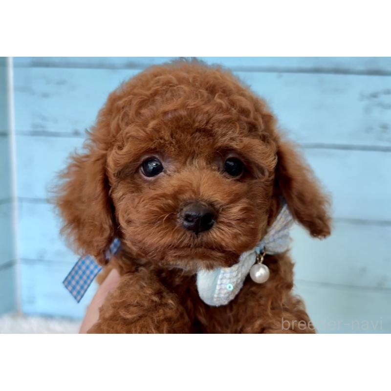 販売中の埼玉県のタイニープードル-423505の10枚目