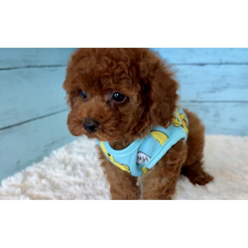 販売中の埼玉県のタイニープードル-423505の9枚目