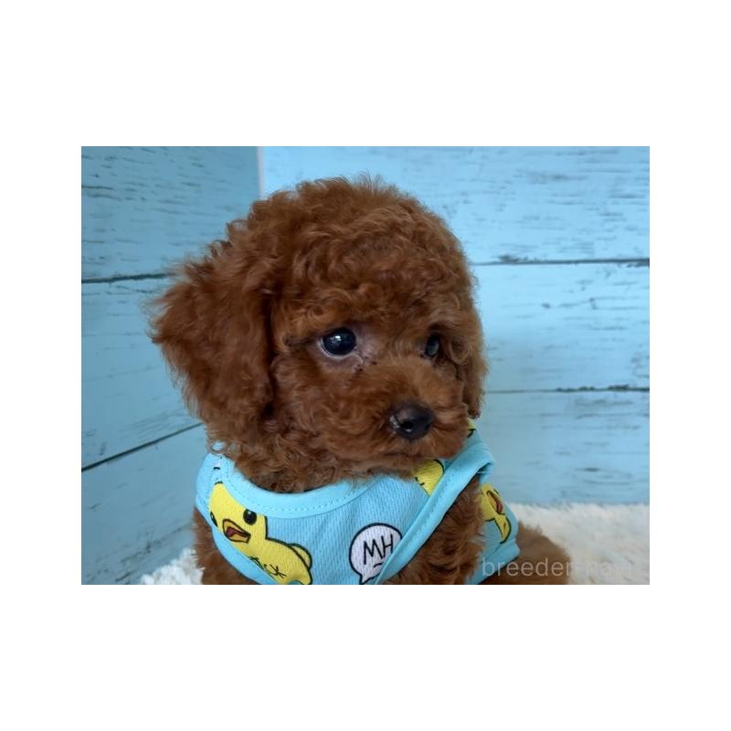 販売中の埼玉県のタイニープードル-423505の8枚目