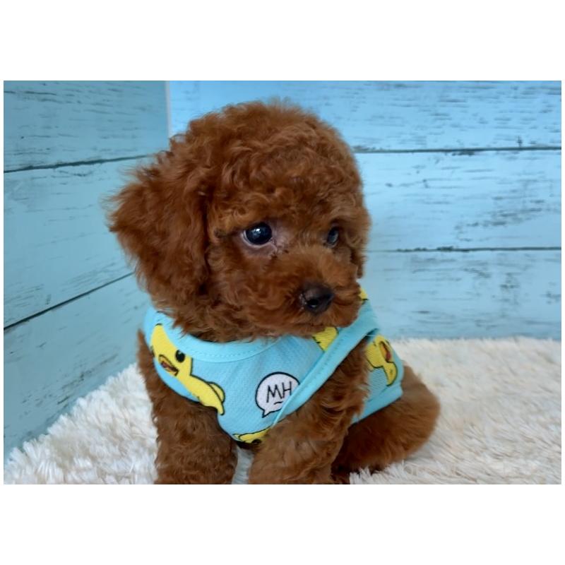 販売中の埼玉県のタイニープードル-423505の7枚目