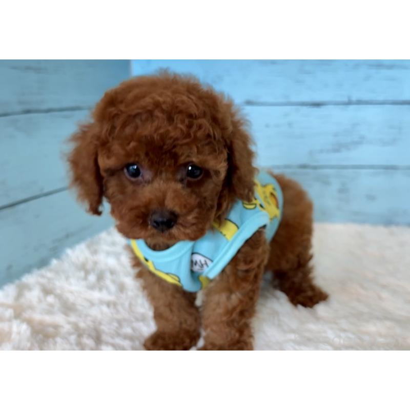 販売中の埼玉県のタイニープードル-423505の5枚目