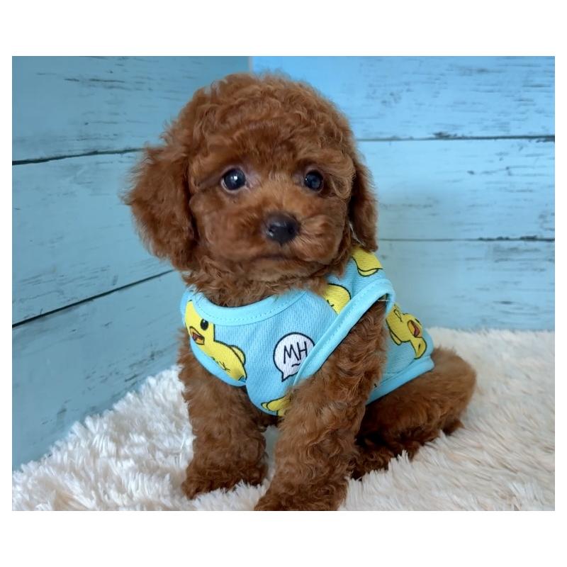 販売中の埼玉県のタイニープードル-423505の6枚目