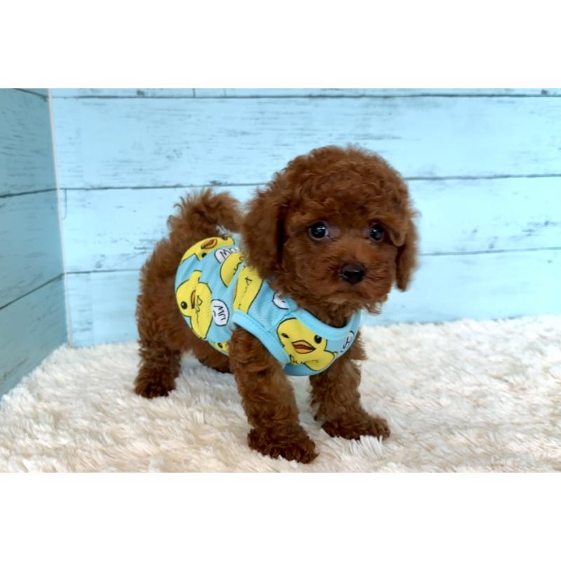 販売中の埼玉県のタイニープードル-423505の4枚目