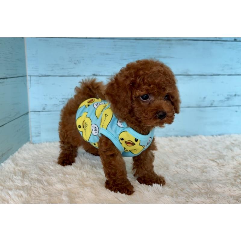 販売中の埼玉県のタイニープードル-423505の3枚目