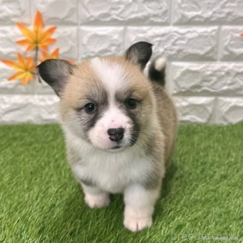 販売中の愛知県のウェルシュコーギーペンブローク-423506