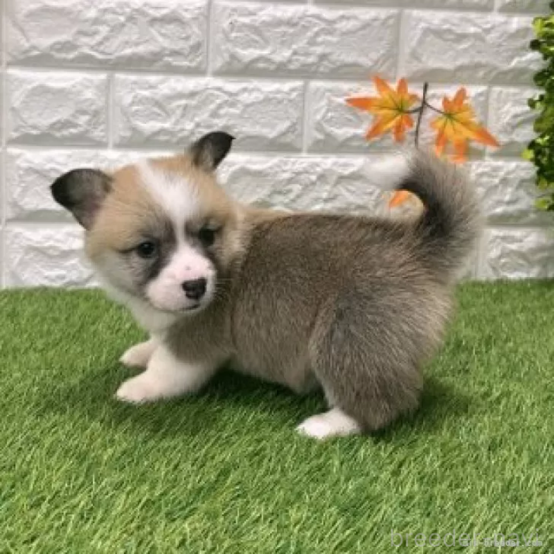 販売中の愛知県のウェルシュコーギーペンブローク-423506の5枚目