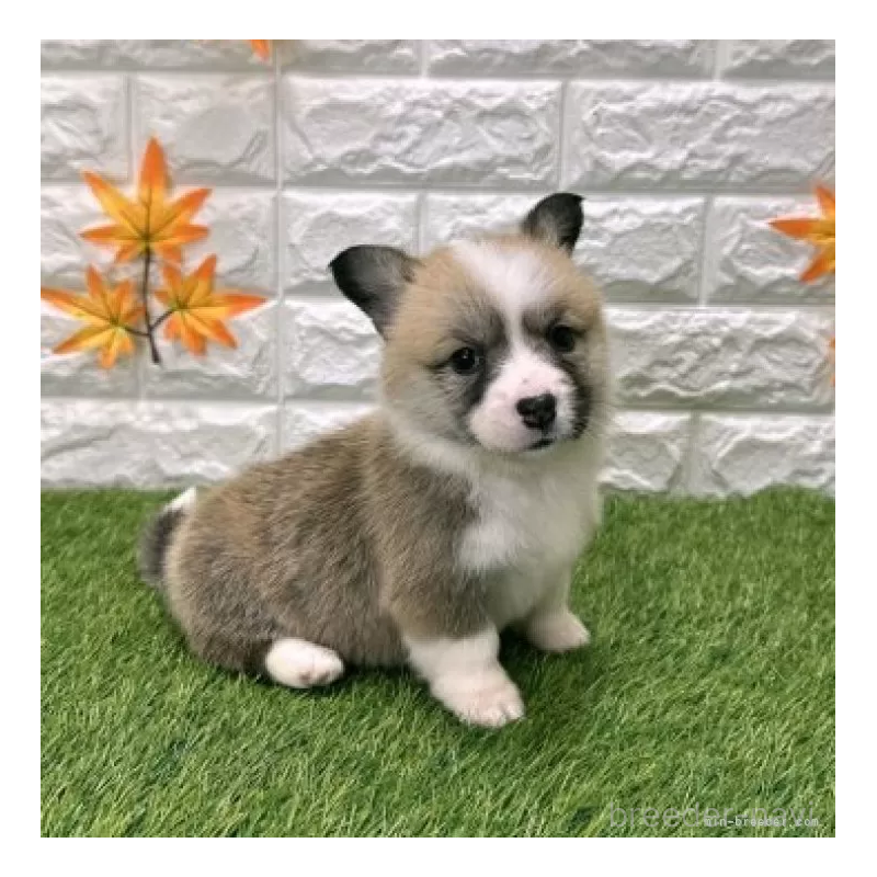 販売中の愛知県のウェルシュコーギーペンブローク-423506の4枚目