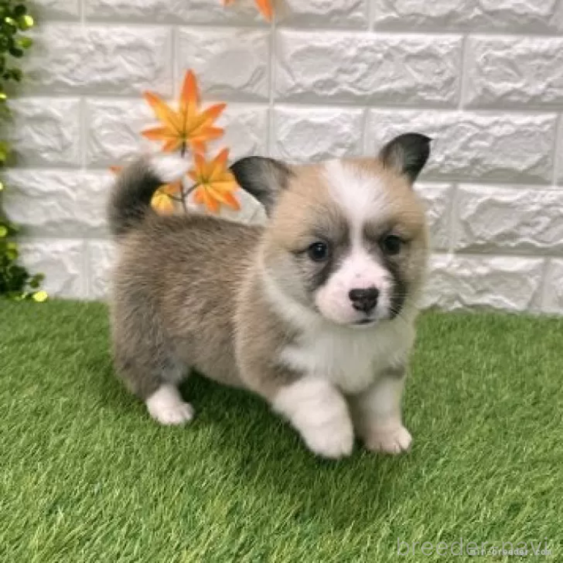販売中の愛知県のウェルシュコーギーペンブローク-423506の3枚目