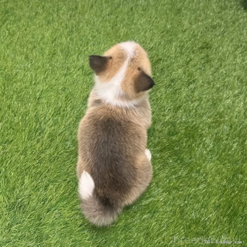 販売中の愛知県のウェルシュコーギーペンブローク-423506の2枚目