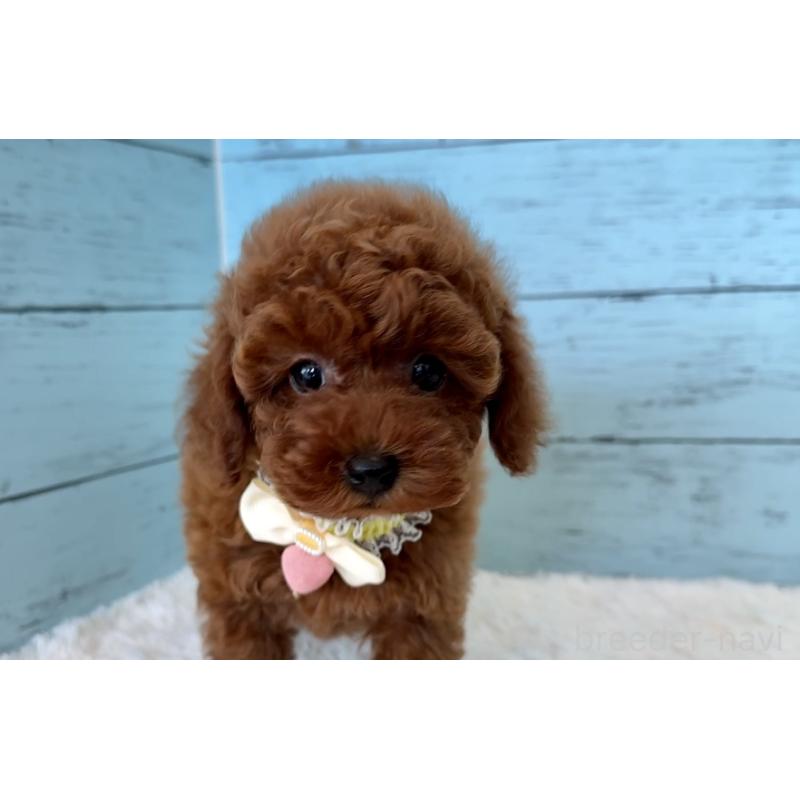 販売中の埼玉県のタイニープードル-423508の16枚目