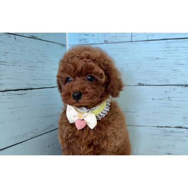 販売中の埼玉県のタイニープードル-423508の15枚目