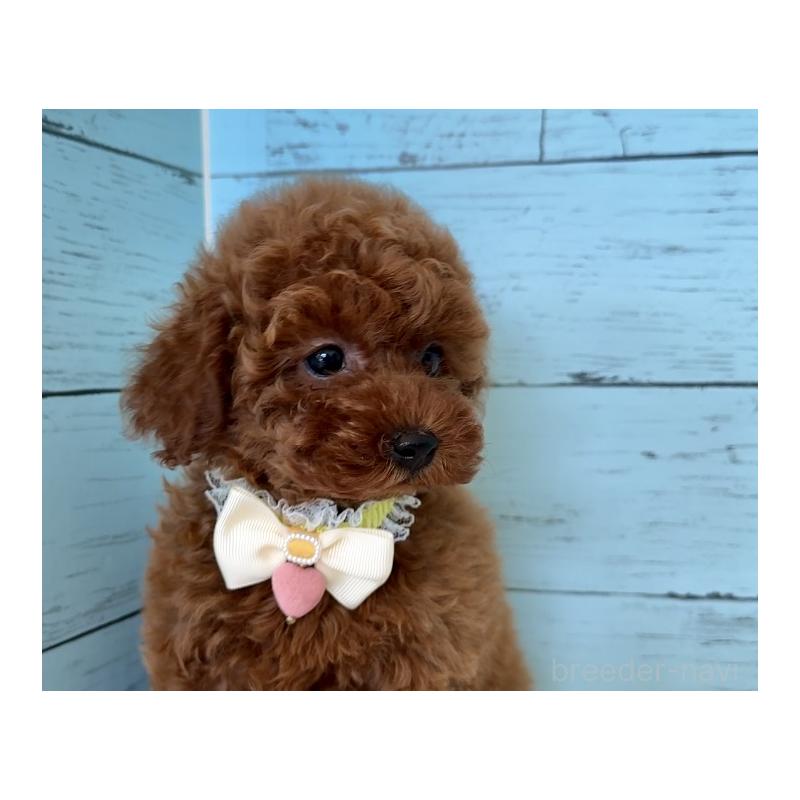 販売中の埼玉県のタイニープードル-423508の14枚目