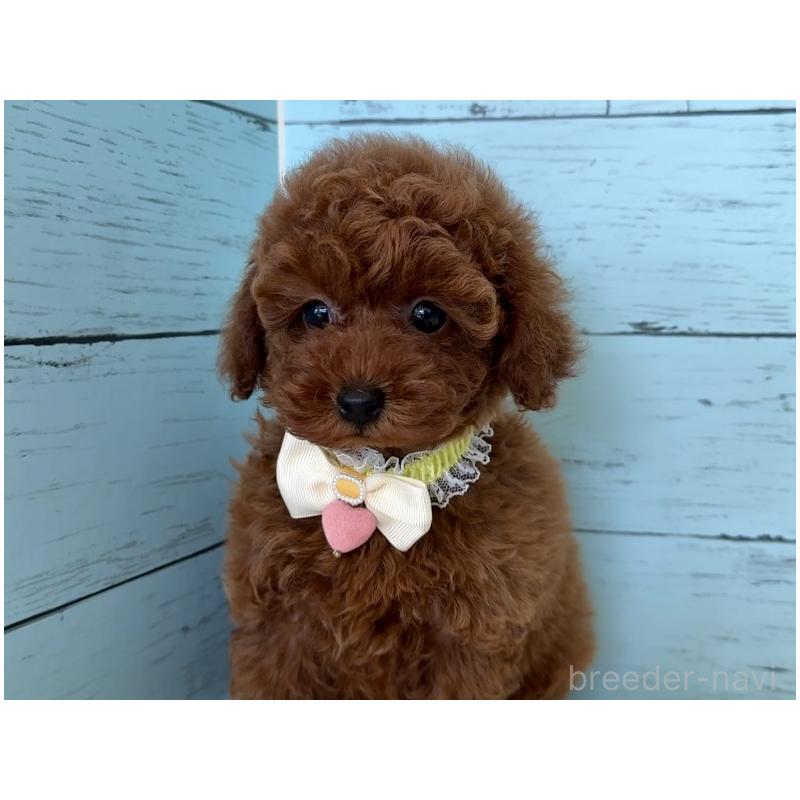 販売中の埼玉県のタイニープードル-423508の12枚目