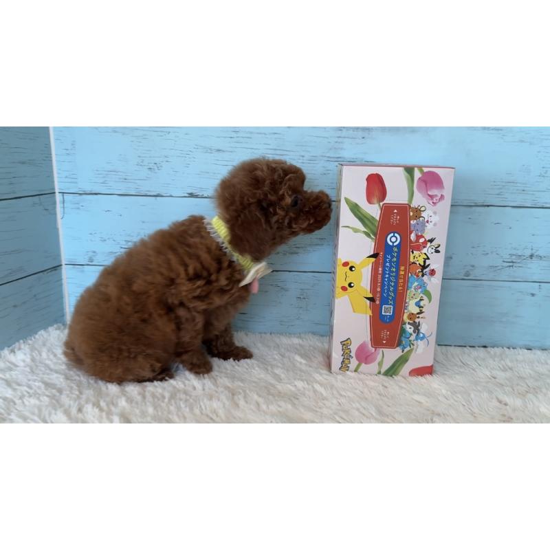 販売中の埼玉県のタイニープードル-423508の11枚目