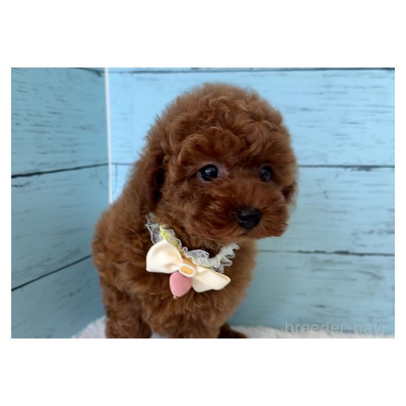 販売中の埼玉県のタイニープードル-423508の10枚目