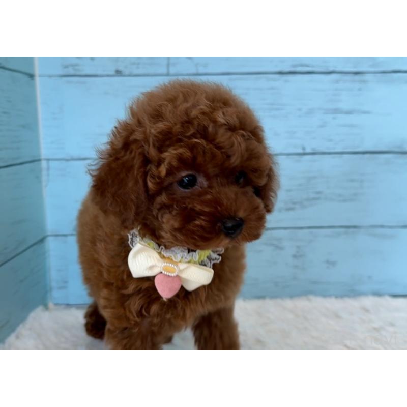 販売中の埼玉県のタイニープードル-423508の9枚目