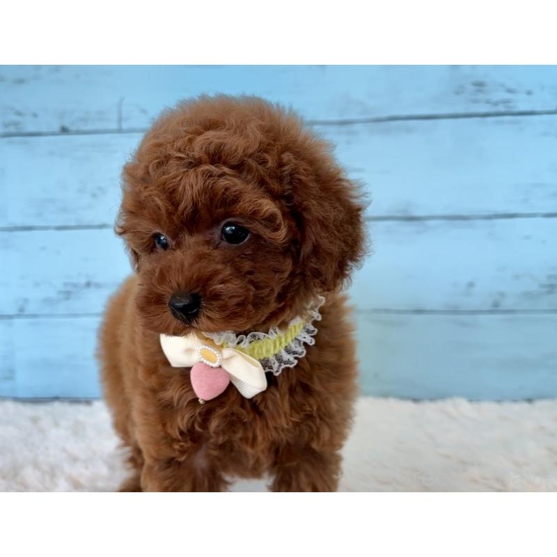 販売中の埼玉県のタイニープードル-423508の8枚目