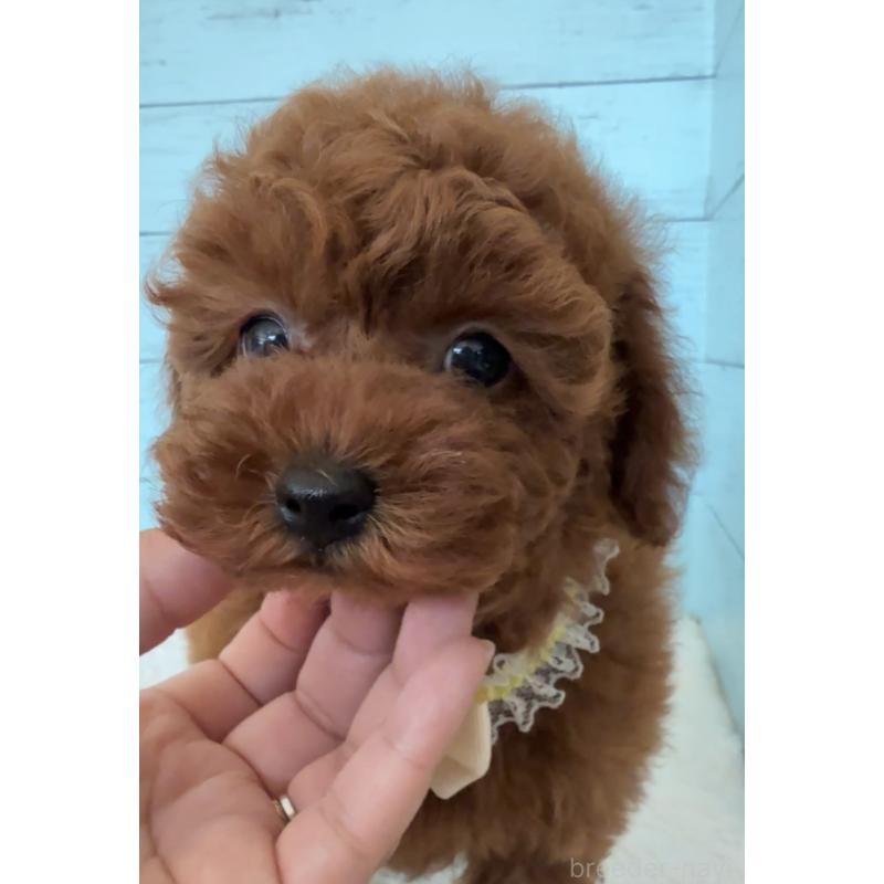 販売中の埼玉県のタイニープードル-423508の7枚目