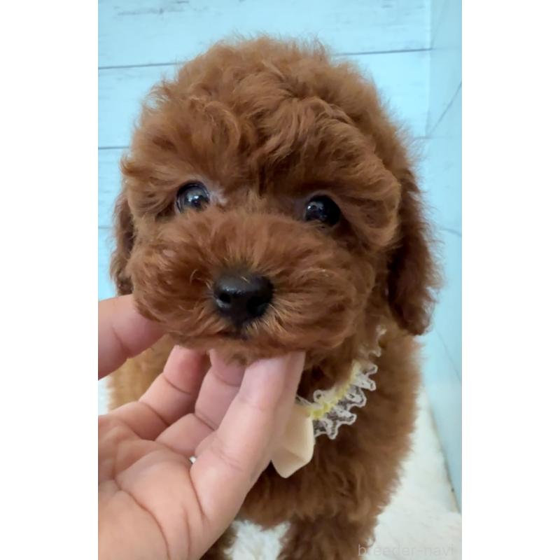 販売中の埼玉県のタイニープードル-423508の6枚目